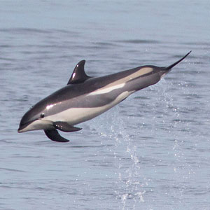 Dolphin watching in Scotland