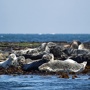 Best time to see wildlife in Scotland