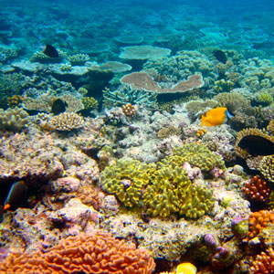 The Great Barrier Reef