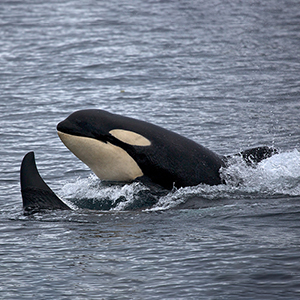 Dolphins, whales & basking sharks in Scotland