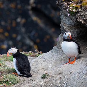Otters, seals & birds in Scotland