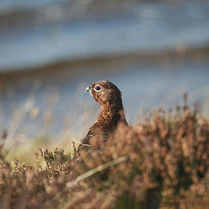 Responsible wildlife tourism in Scotland