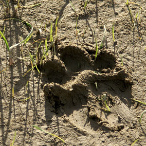 Tracking wildlife on foot travel guide