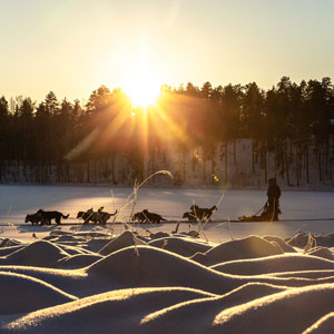 Ethical husky safaris & husky welfare
