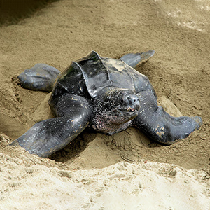 Nature & wildlife in Tobago