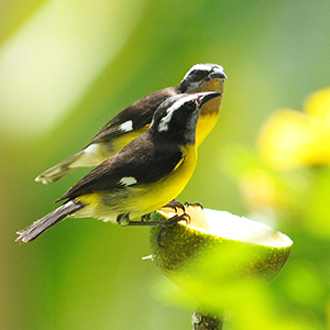 Bird watching in Trinidad & Tobago