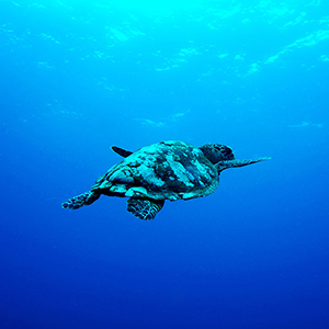 Tobago travel advice