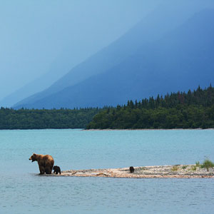 Wildlife cruises