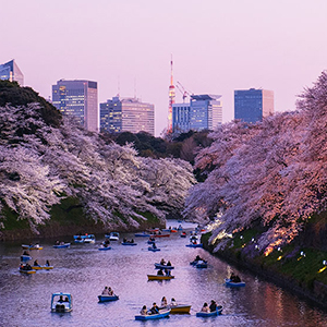 Cherry blossom season in Japan