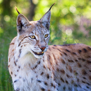 Lynx watching guide