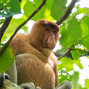 Borneo travel guide