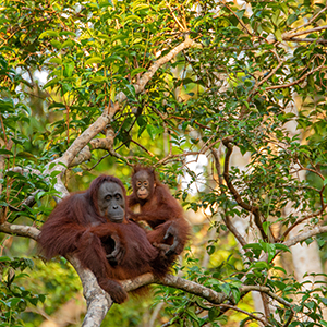 Orangutan watching travel guide