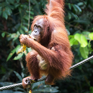 Best place to see orangutans