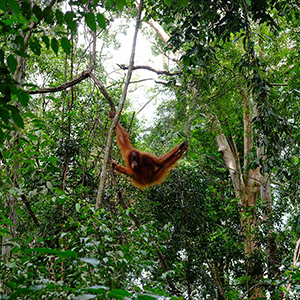 Orangutan watching tips