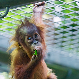 Nyaru Menteng Sanctuary in Borneo