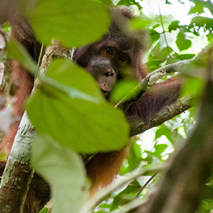 Samboja Lestari Rescue Centre in Borneo