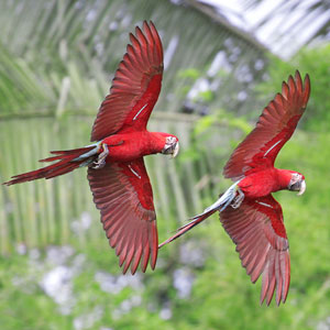 Amazon Rainforest map & highlights