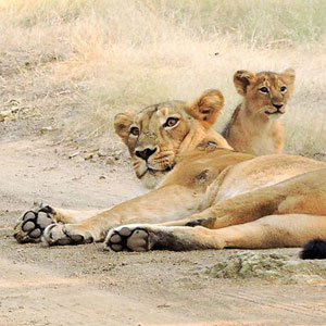 Asiatic lions in Gujarat