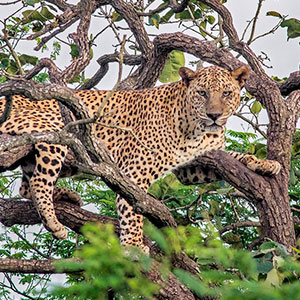 Gir National Park in Gujarat