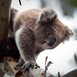 Wildlife on the Great Ocean Road 
