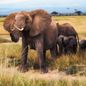Amboseli National Park travel guide
