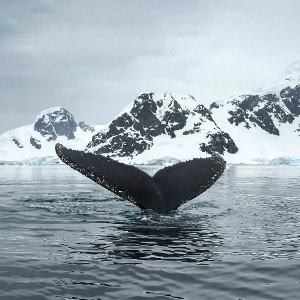Polar wildlife