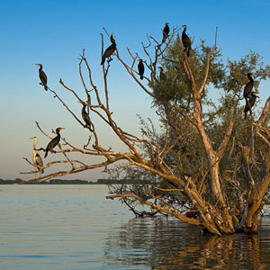 Bird watching in Greece