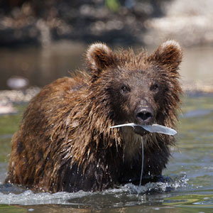 Bear watching travel guide