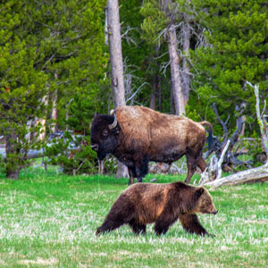 Where to see bears