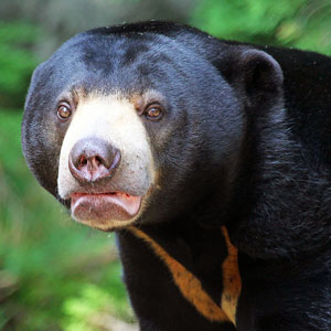 The different bear species