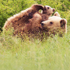 Bear tracking holidays in Greece
