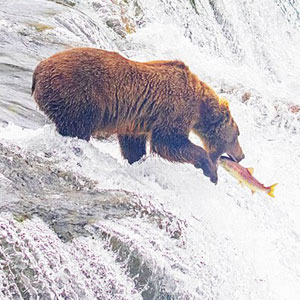 Grizzly bear watching holidays