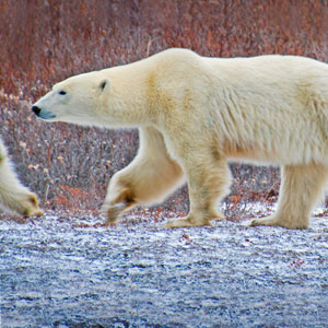 Watching polar bears in Churchill