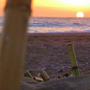Turtle conservation in Kefalonia