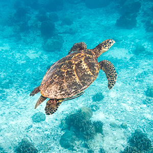 Turtle conservation volunteering guide