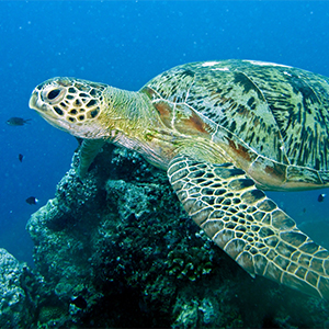 Sea turtle species