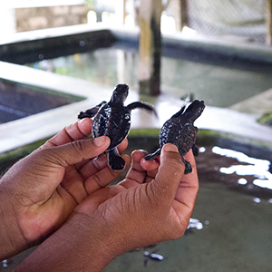 Are sea turtle hatcheries ethical?