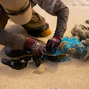 Why conserve sea turtles?
