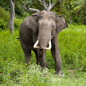 Elephant conservation culture & community
