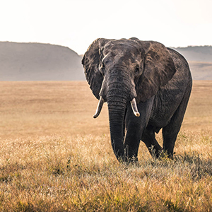 Elephant conservation facts & links