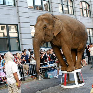 Photos of elephants we hate