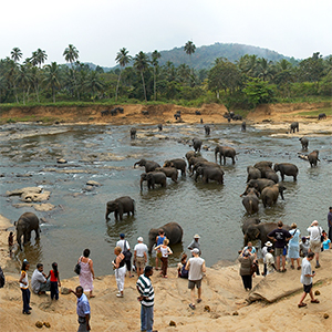 Why we dont support Pinnawala Elephant Orphanage