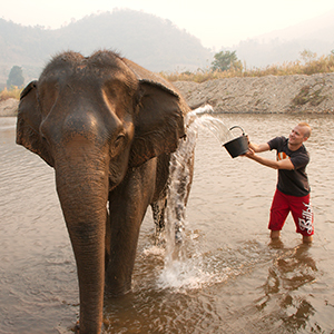 Elephant sanctuaries