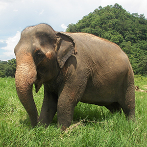 Why elephant riding is wrong & unethical