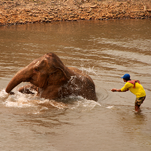Elephant sanctuaries which we do & don�t support