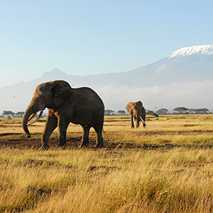 Wild elephant watching