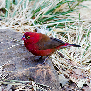 Wildlife holidays in Ethiopia