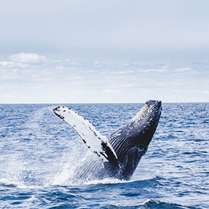 Best time to visit the Falkland Islands