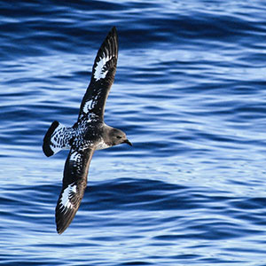 Bird watching on the Falkland Islands