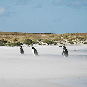 Things to do in the Falkland Islands